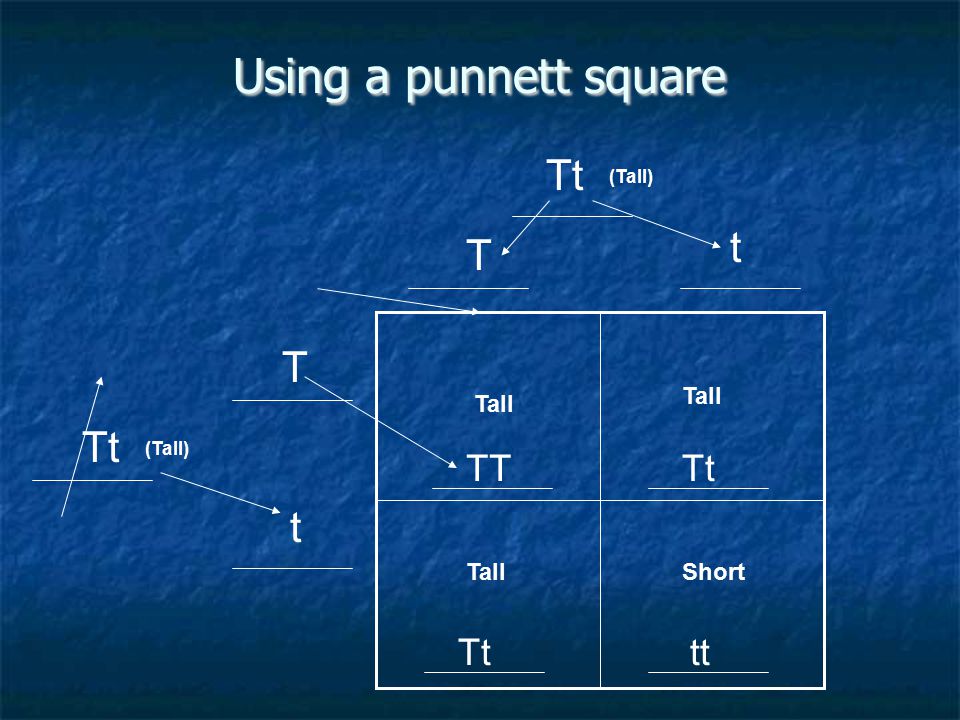 Using a punnett square Tt t T T Tt t TT Tt Tt tt Tall Tall Tall Short