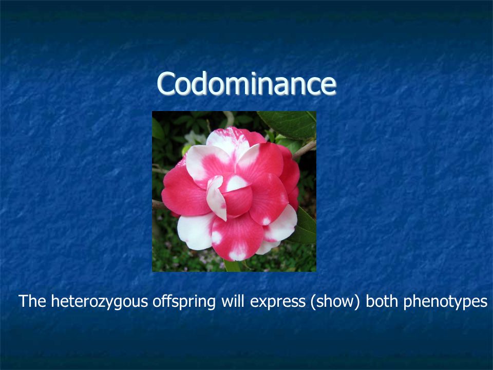 Codominance The heterozygous offspring will express (show) both phenotypes