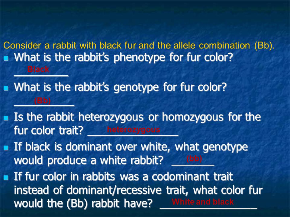 What is the rabbit’s phenotype for fur color _________