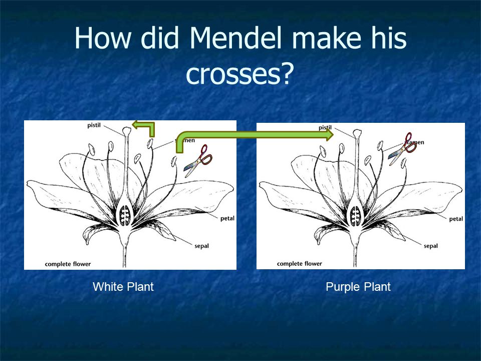 How did Mendel make his crosses