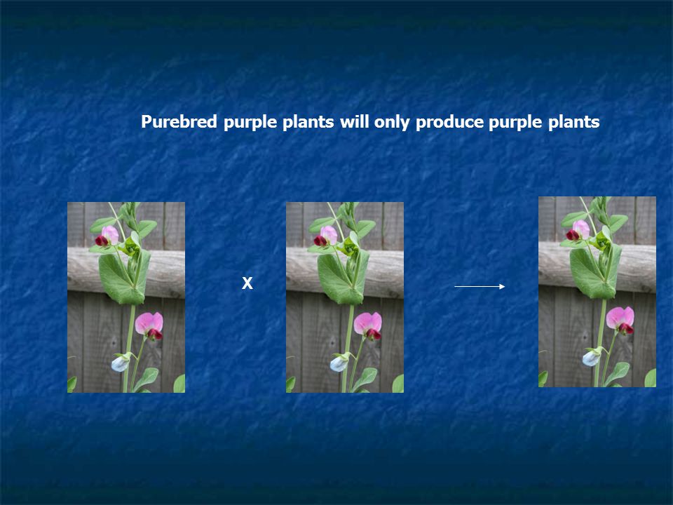 Purebred purple plants will only produce purple plants