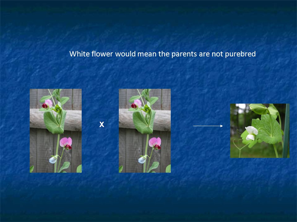 White flower would mean the parents are not purebred