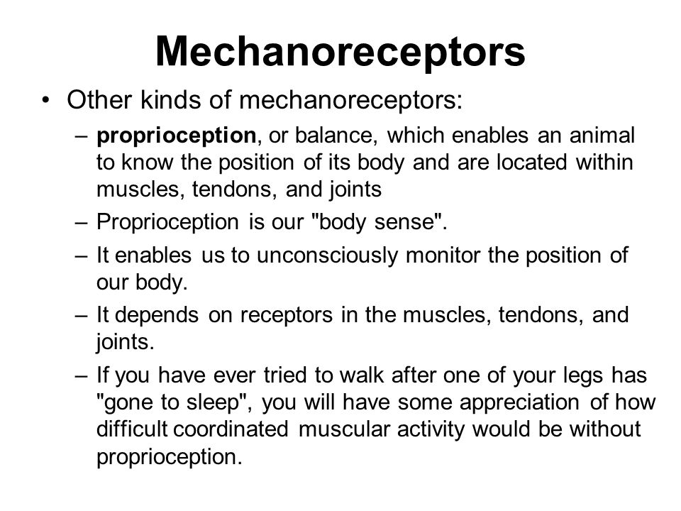 Mechanoreceptors Other kinds of mechanoreceptors:
