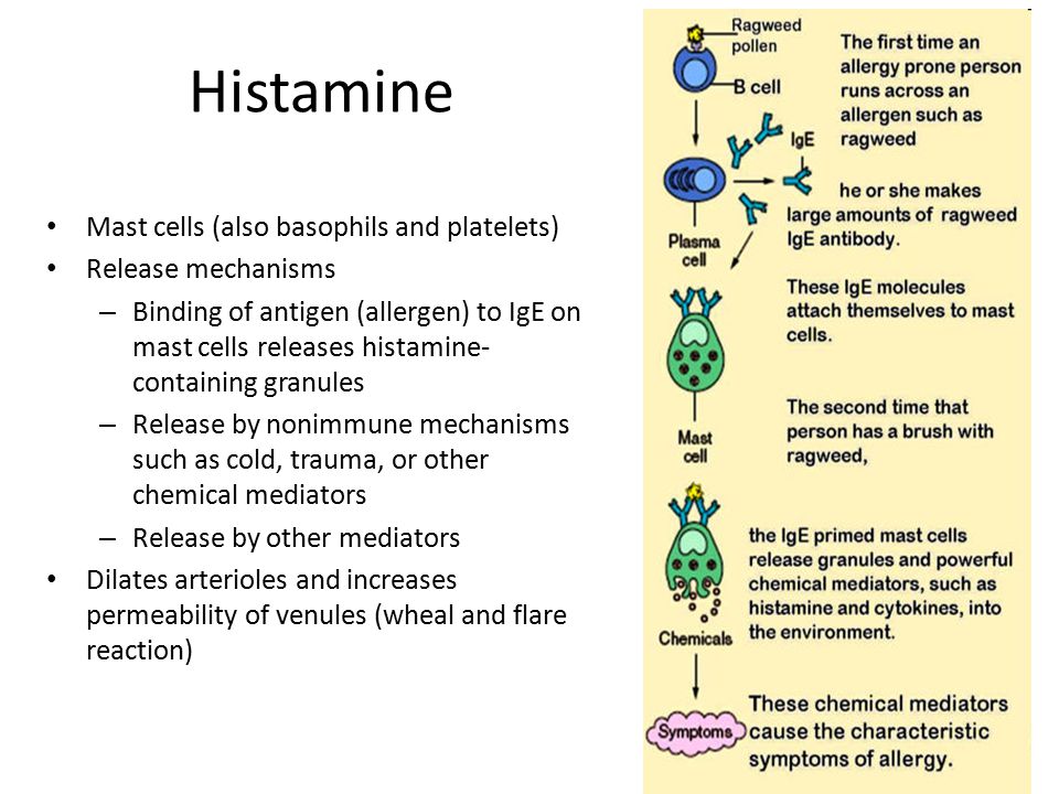 Гистамин действие