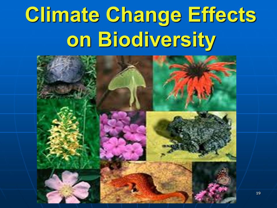 Climate Change Effects on Biodiversity