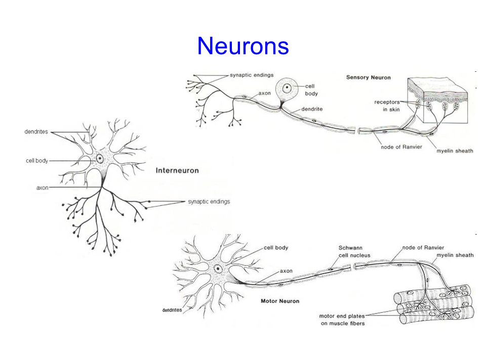 Neurons HBS3B. - ppt video online download