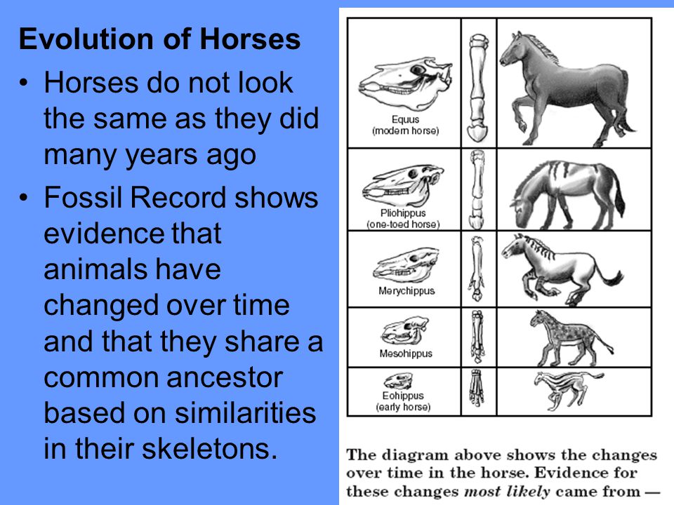Evolution and Adaptations - ppt video online download