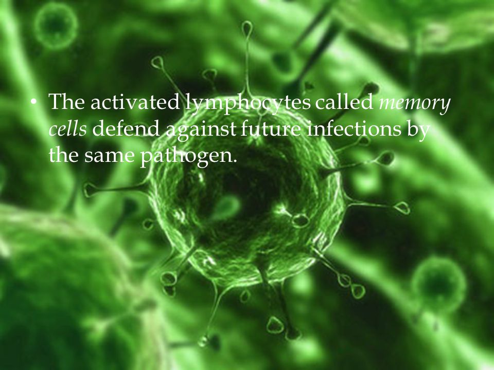 The activated lymphocytes called memory cells defend against future infections by the same pathogen.