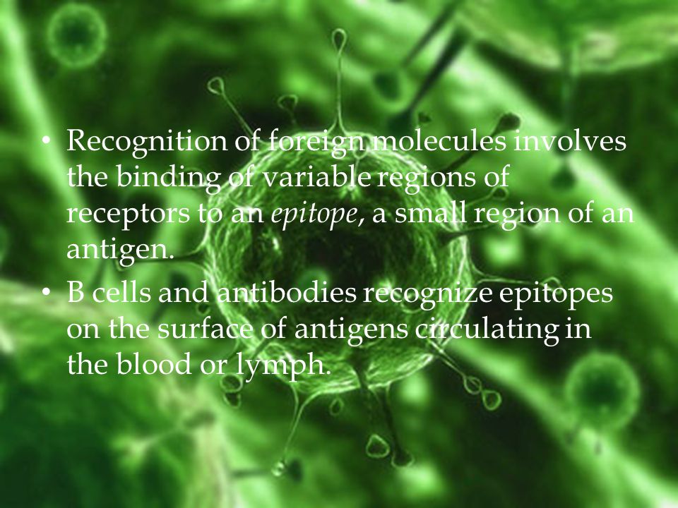 Recognition of foreign molecules involves the binding of variable regions of receptors to an epitope, a small region of an antigen.