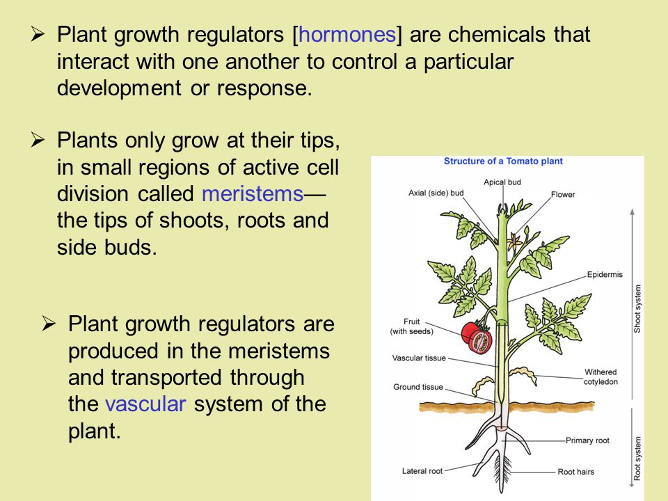 Looking for the plant. Plant growth Regulator. Plant Hormones. Plant growth and Development. Hormonal Regulations Plants.