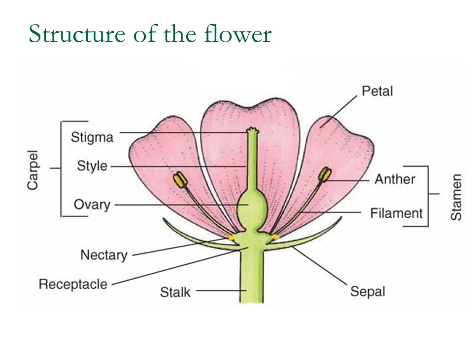 Presentation on theme: "Sexual Reproduction of the Flowering Plant&quo...