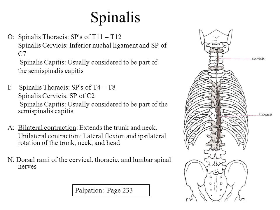 Muscles Of The Posterior Trunk Ppt Video Online Download