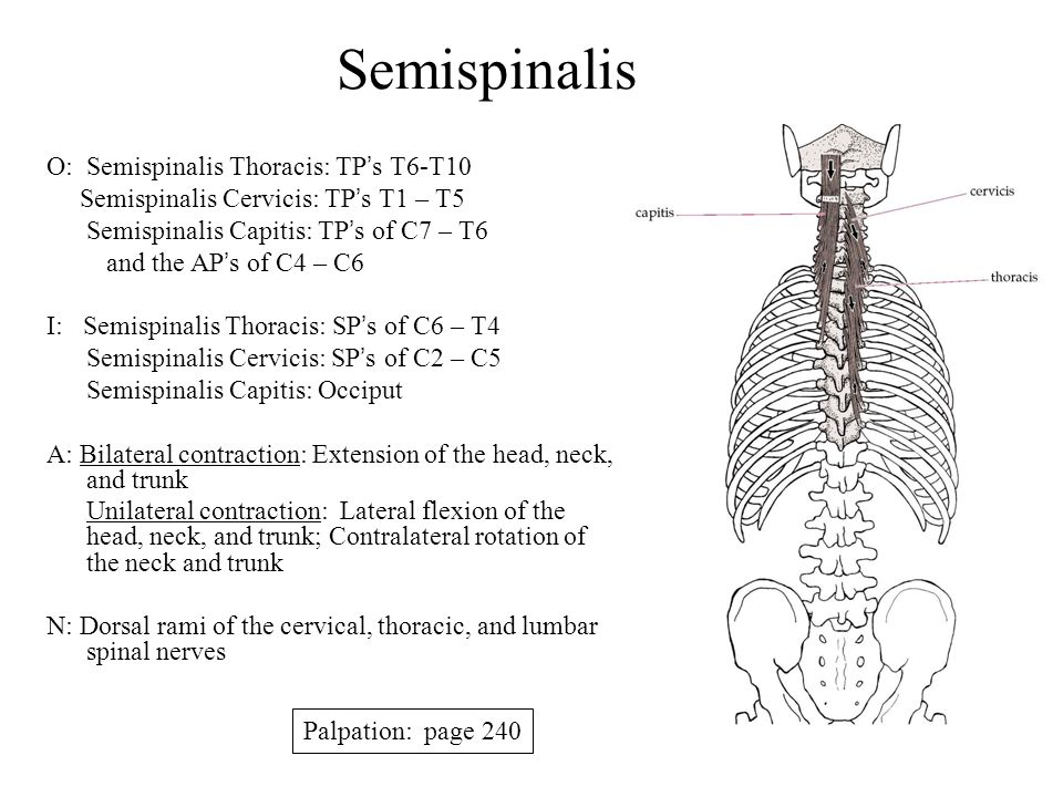 Muscles Of The Posterior Trunk Ppt Video Online Download