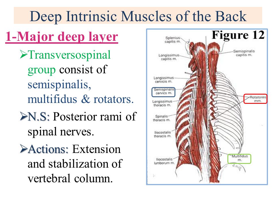 The Intrinsic Back Muscles - Attachments - Actions - TeachMeAnatomy