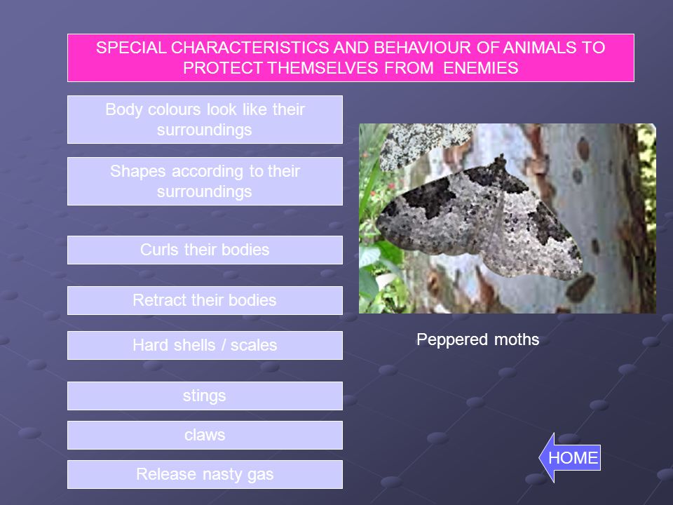 HOW THESE ANIMALS PROTECT THEMSELVES FROM THEIR ENEMIES ? - ppt video  online download
