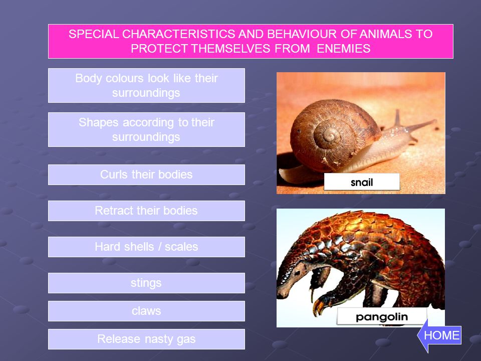HOW THESE ANIMALS PROTECT THEMSELVES FROM THEIR ENEMIES ? - ppt video  online download