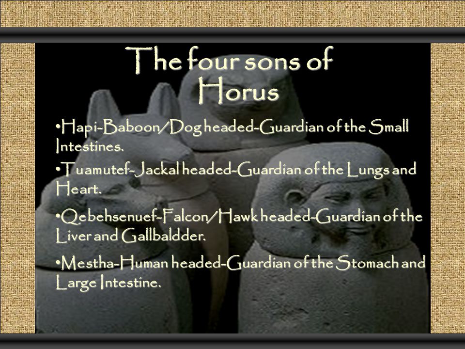 The four sons of Horus Hapi-Baboon/Dog headed-Guardian of the Small Intestines. Tuamutef-Jackal headed-Guardian of the Lungs and Heart.