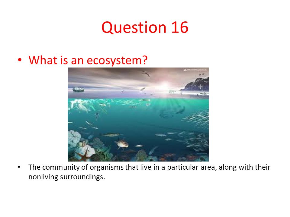 Question 16 What is an ecosystem