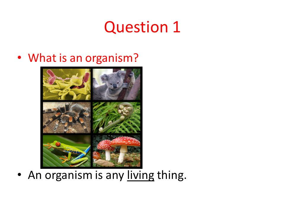 Question 1 What is an organism An organism is any living thing.