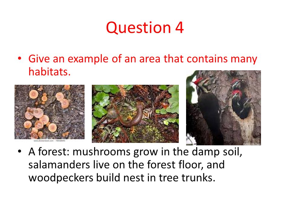 Question 4 Give an example of an area that contains many habitats.