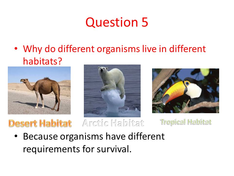 Question 5 Why do different organisms live in different habitats