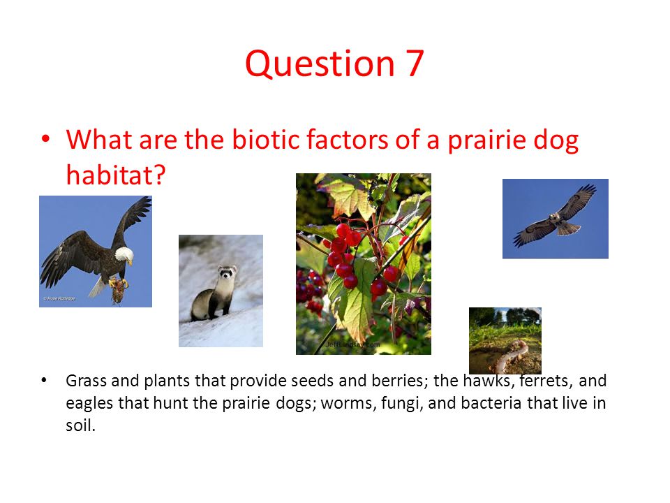 Question 7 What are the biotic factors of a prairie dog habitat