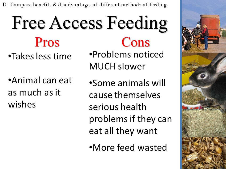 Animal Nutrition & Feeding - ppt download
