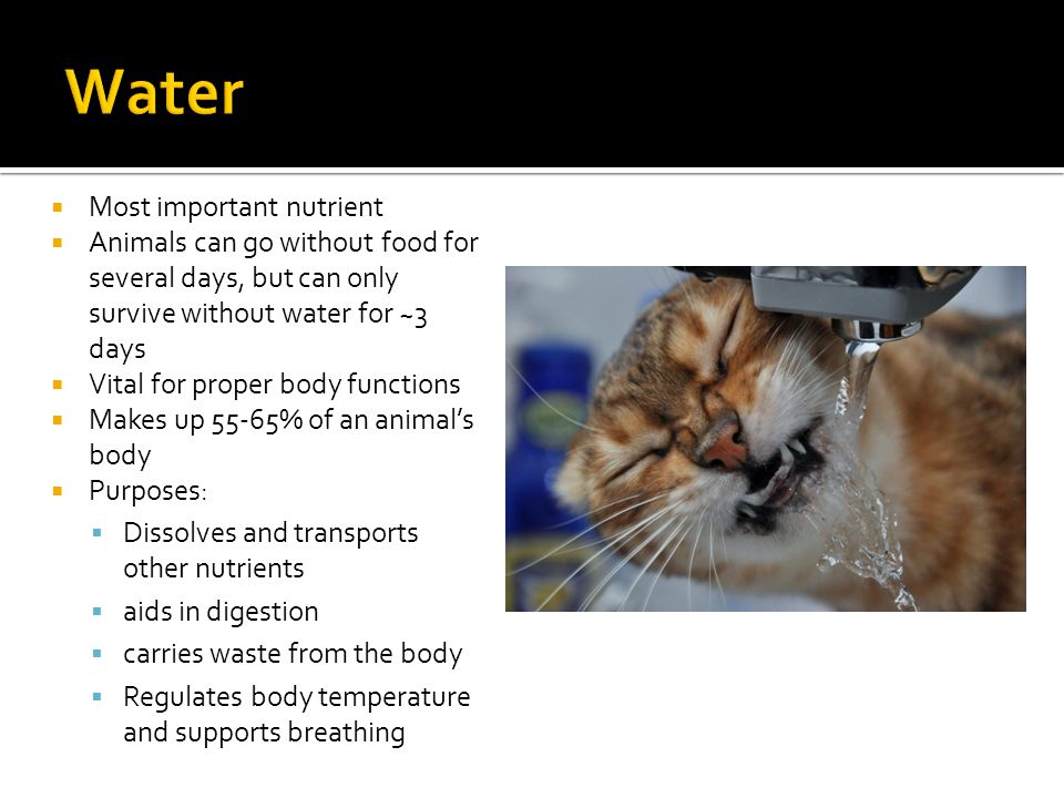 Nutrition & Feeding. - ppt download