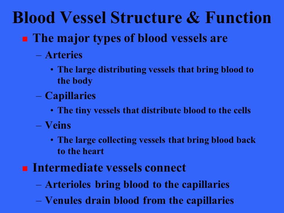 The Cardiovascular System Blood Vessels Ppt Video Online Download