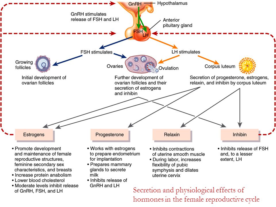 Secretion and physiological effects of hormones in the female reproductive ...