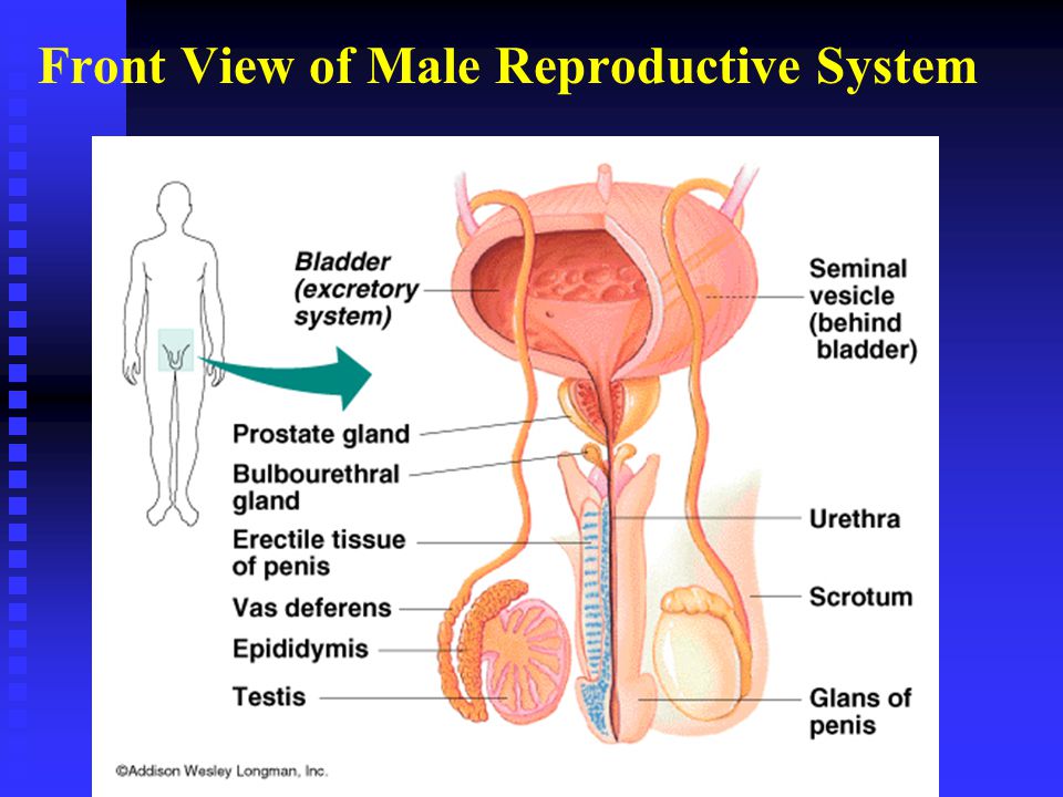 Chapter 14 The Reproductive System Ppt Video Online Download