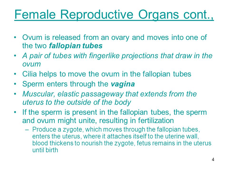 Female Reproductive Organs cont.,