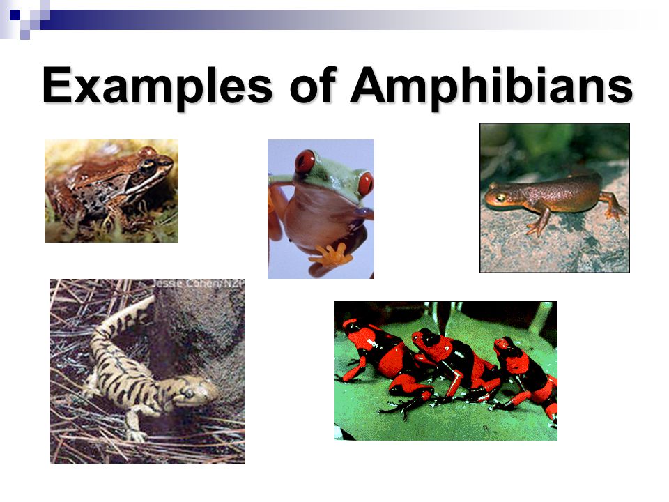 Animal Classification A Writing Across Curriculum Activity - ppt video  online download