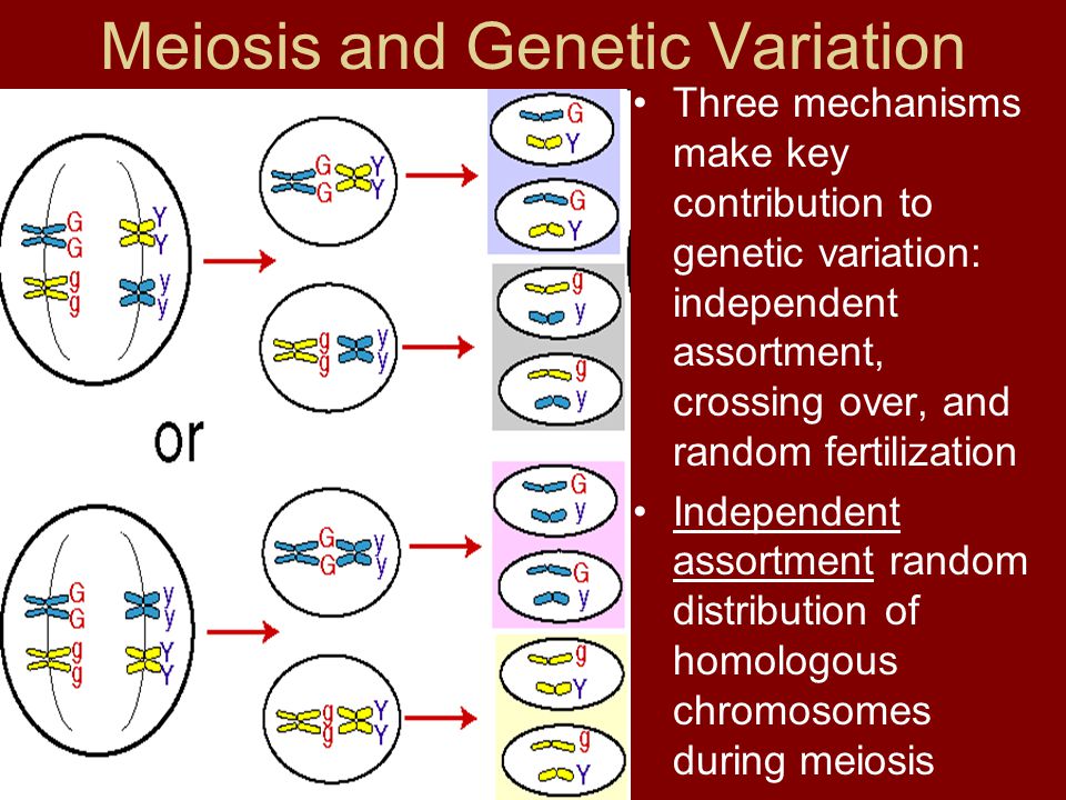 Meiosis and Genetic Variation.