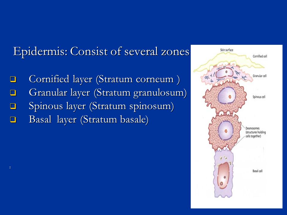 Epidermis: Consist of several zones