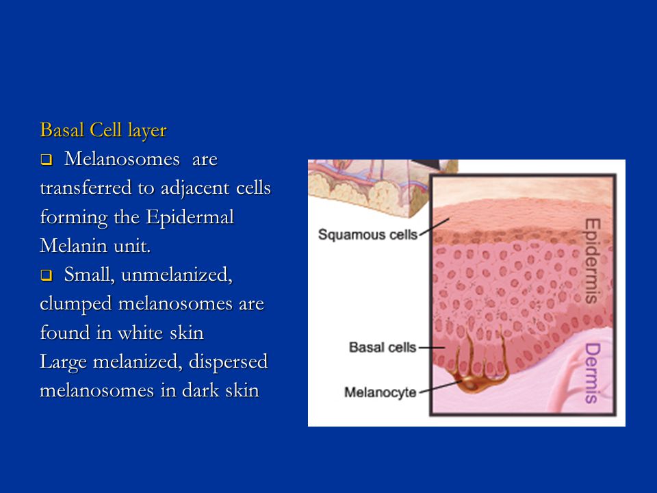 Basal Cell layer Melanosomes are. transferred to adjacent cells. forming the Epidermal. Melanin unit.