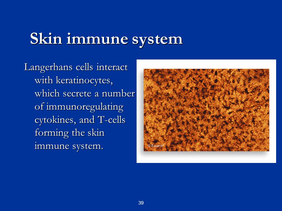 Skin immune system