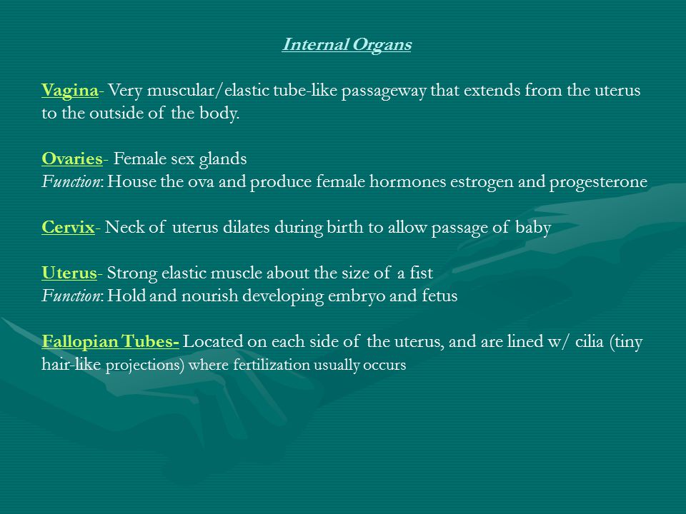 Internal Organs Vagina- Very muscular/elastic tube-like passageway that extends from the uterus to the outside of the body.