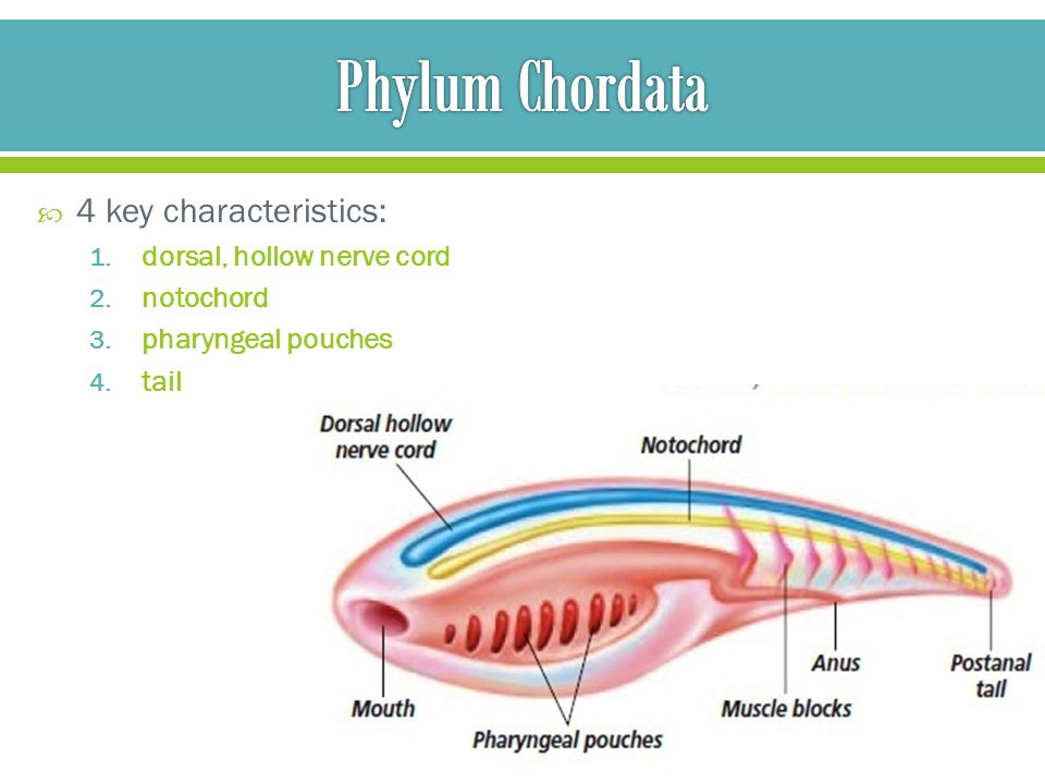 Phylum Chordata Unit ppt video online download