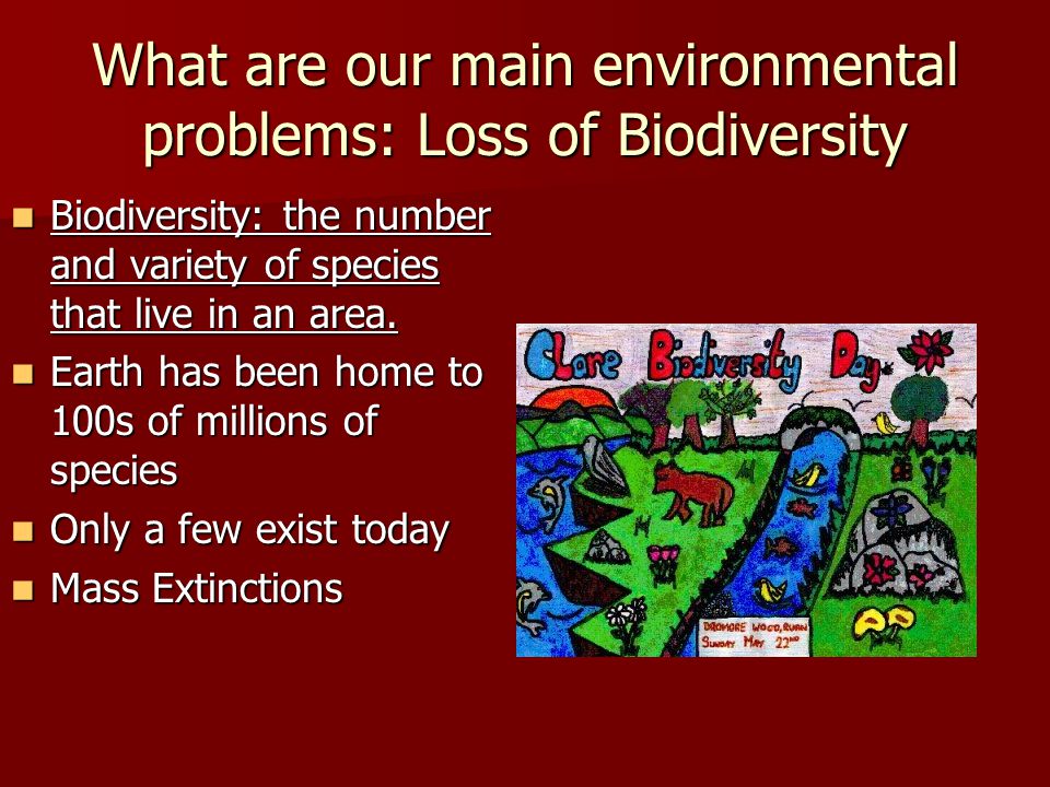 What are our main environmental problems: Loss of Biodiversity
