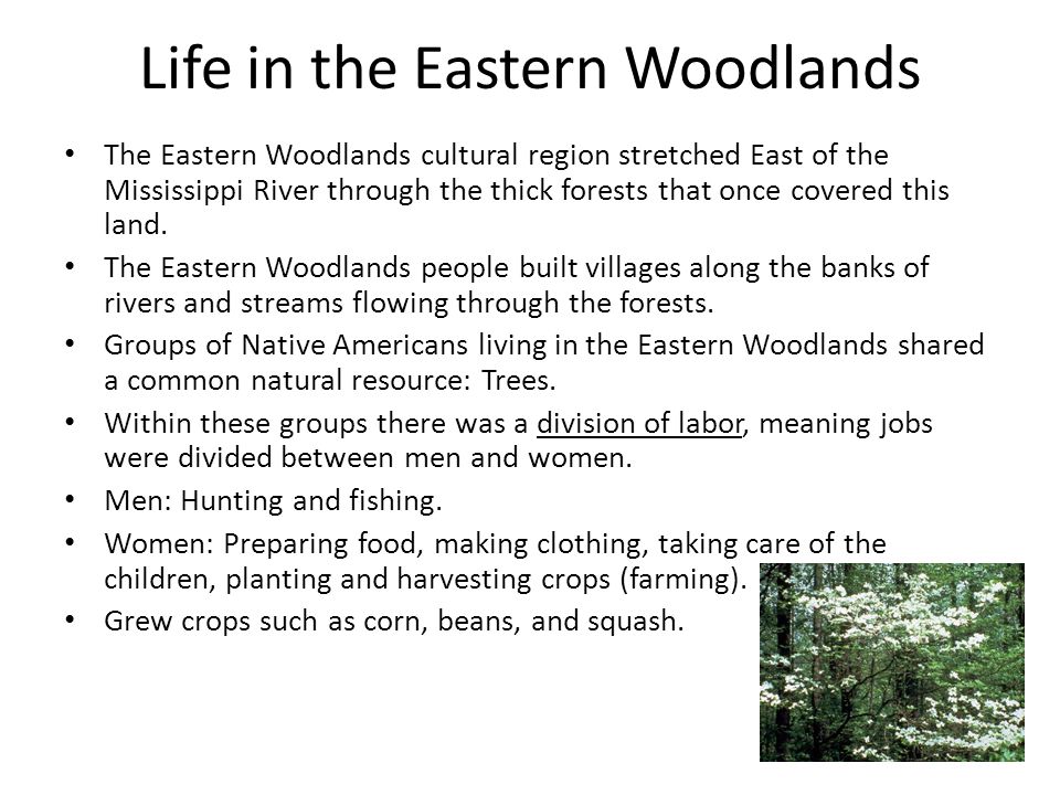 Life in the Eastern Woodlands