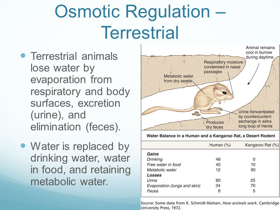 Homeostasis Chapter ppt video online download