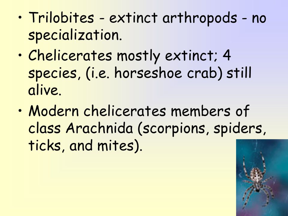 Trilobites - extinct arthropods - no specialization.