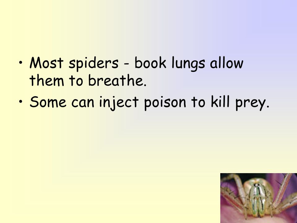 Most spiders - book lungs allow them to breathe.