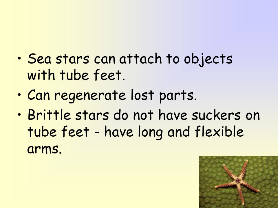 Sea stars can attach to objects with tube feet.