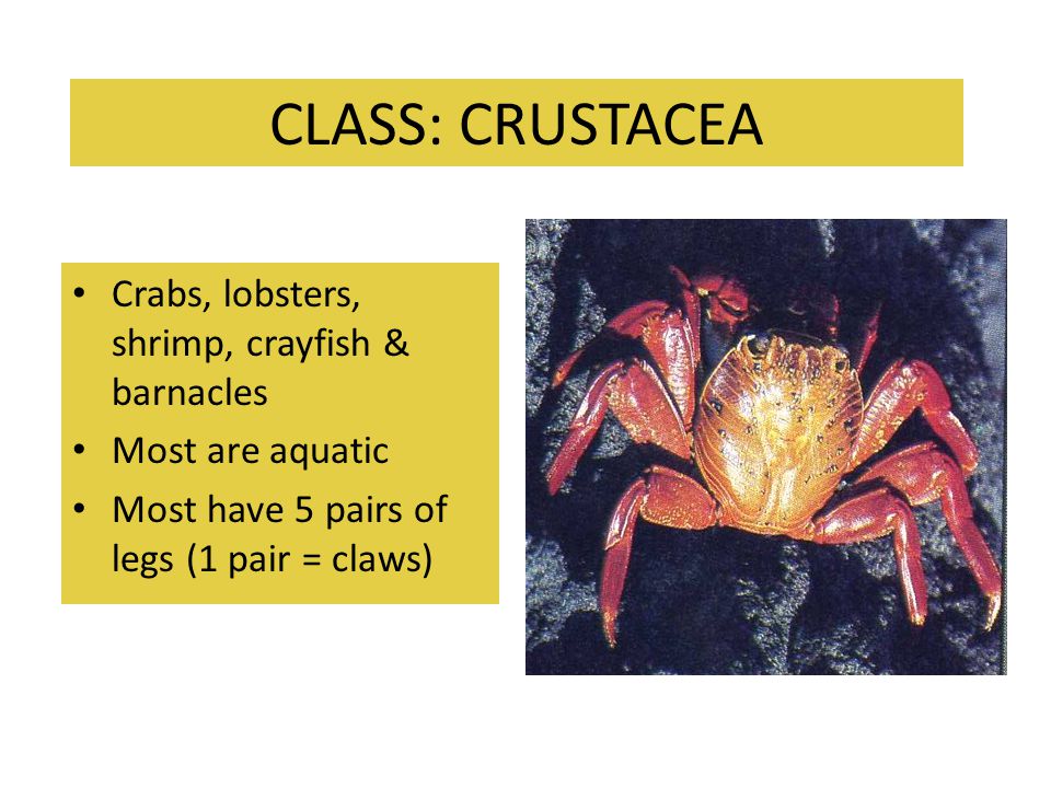 CLASS: CRUSTACEA Crabs, lobsters, shrimp, crayfish & barnacles