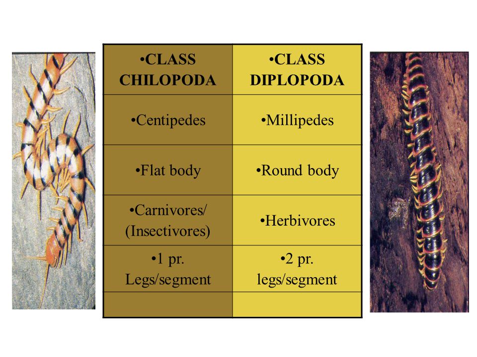 CLASS CHILOPODA CLASS DIPLOPODA. Centipedes. Millipedes. Flat body. Round body. Carnivores/ (Insectivores)