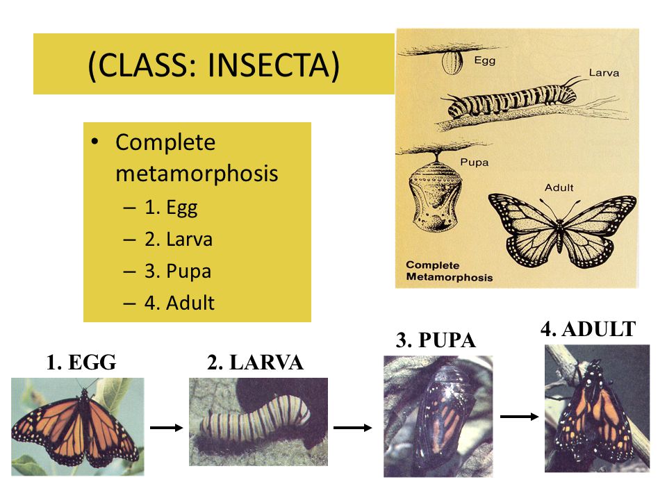 (CLASS: INSECTA) Complete metamorphosis 1. Egg 2. Larva 3. Pupa