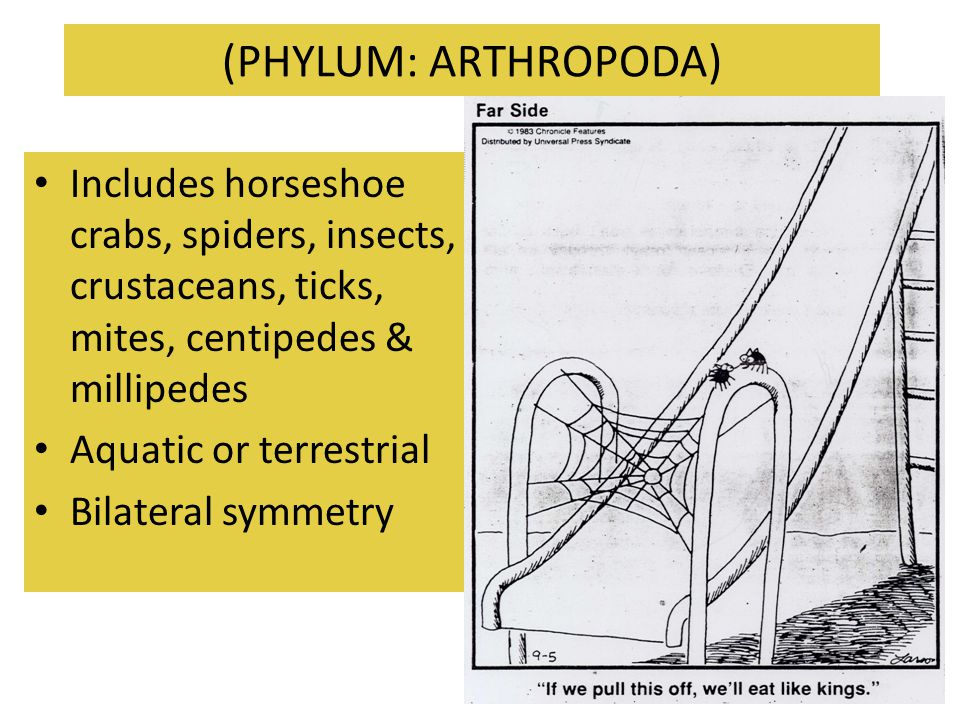(PHYLUM: ARTHROPODA) Includes horseshoe crabs, spiders, insects, crustaceans, ticks, mites, centipedes & millipedes.