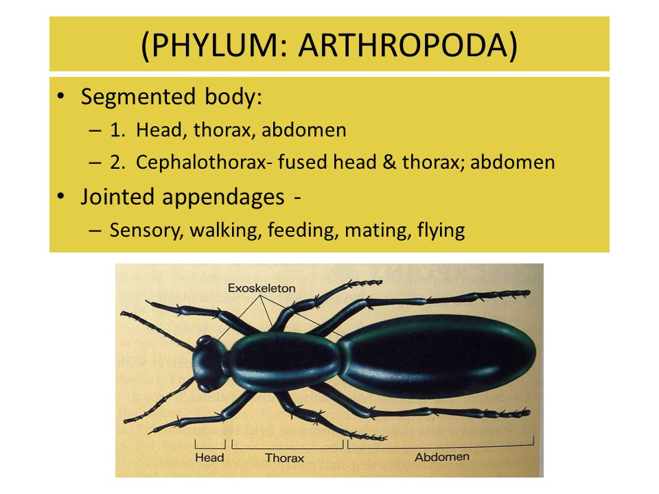 (PHYLUM: ARTHROPODA) Segmented body: Jointed appendages -